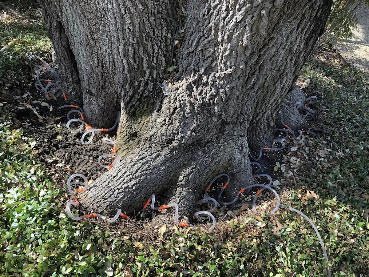 Detailed Tree Cabling and Bracing job site in Franklin Furnace